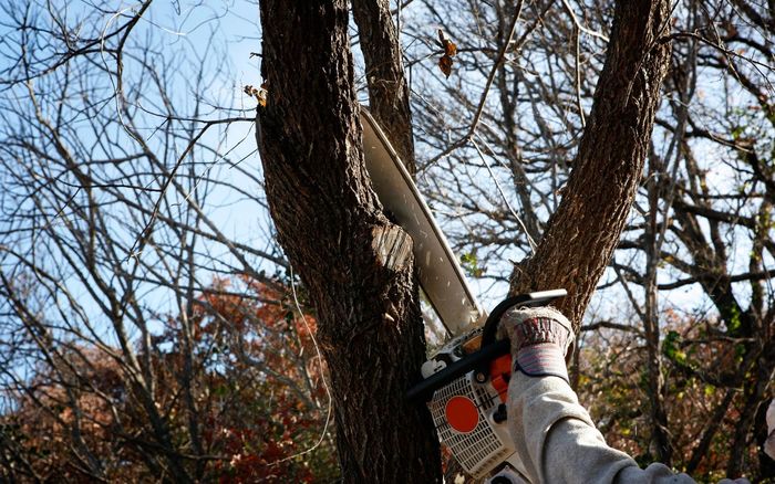 A person is cutting a tree with a chainsaw. A person is cutting a tree with a chainsaw.