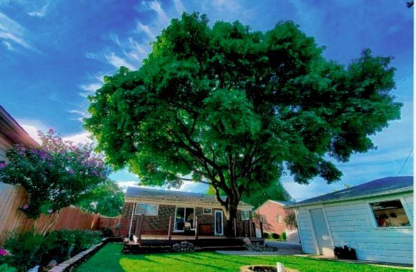 Large Tree in Deck