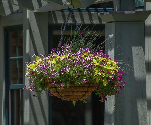 Hanging flower basket