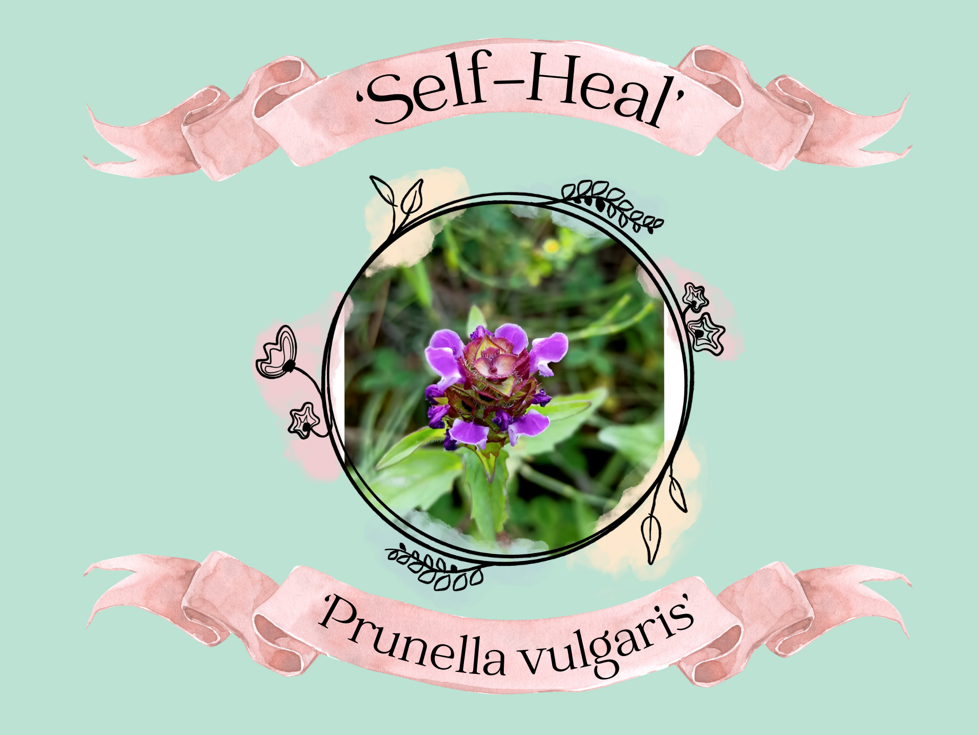 A circular photo of a purple Self-Heal flower on a light green background, with banners labeling it