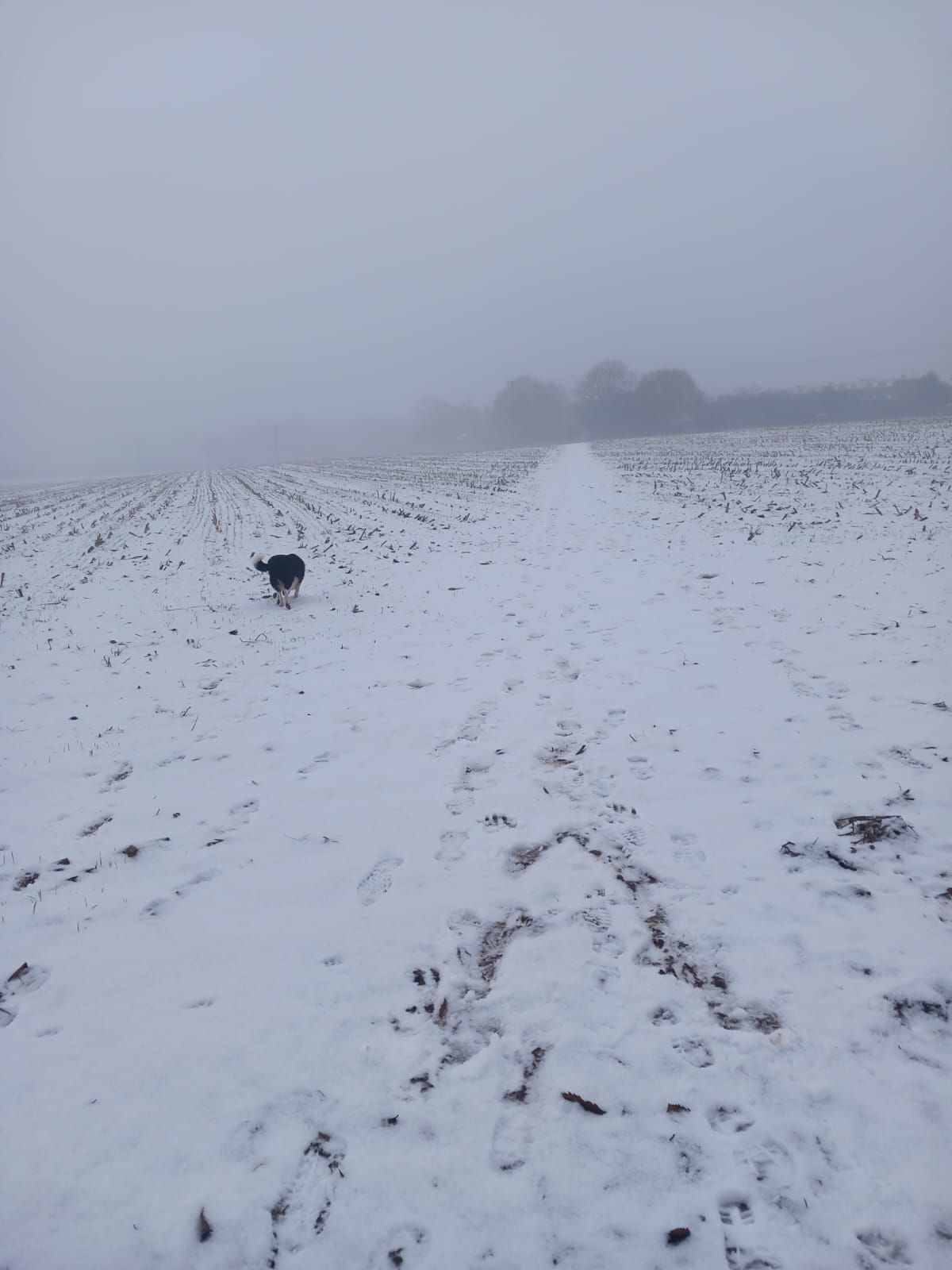 A small dog runs across a snow-covered field under a grey, misty sky with visible footprints in the foreground.