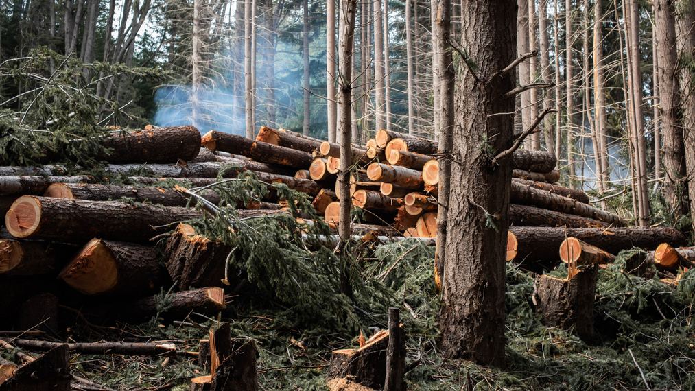 Stacks of cut logs in a forest clearing, with a forested hillside and tall trees in the background