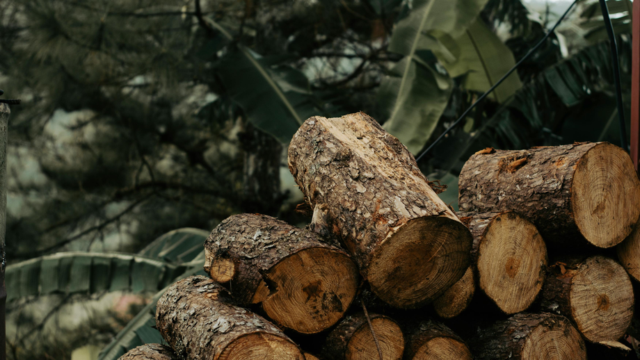 Stacked cut logs in front of green foliage