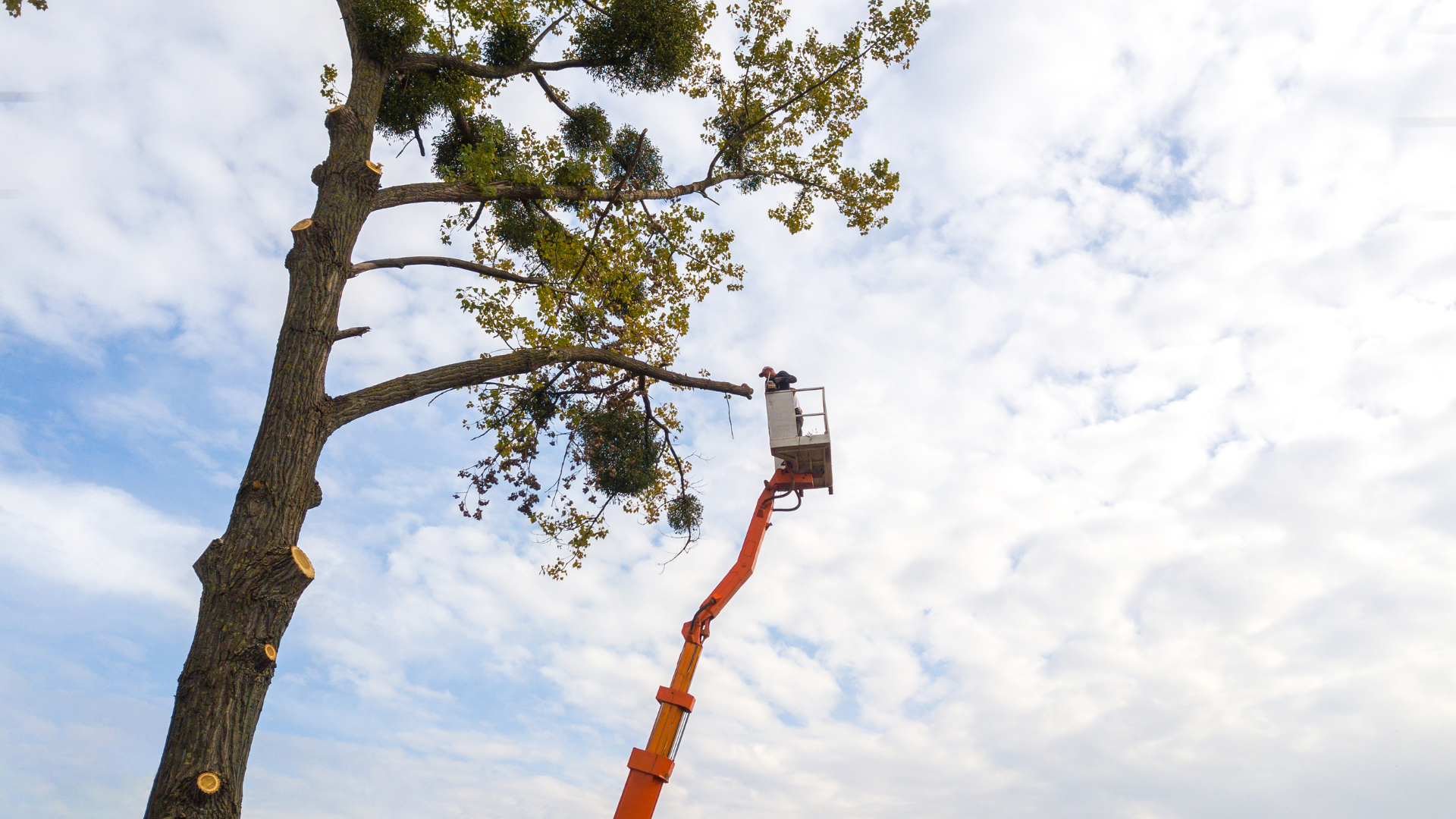 Tree trimming bucket lift reaching up beside a large tree against a cloudy sky