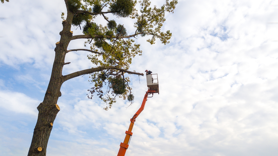 Tree trimming bucket lift reaching up beside a large tree against a cloudy sky