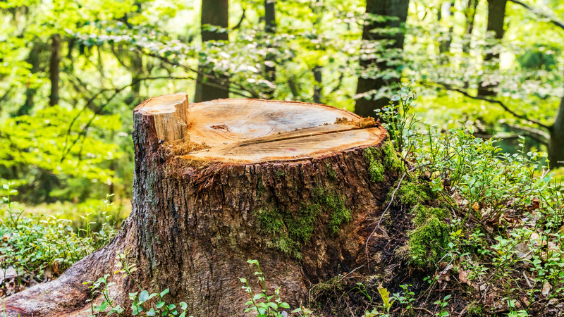 Freshly cut tree stump in a green forest with sunlight filtering through the trees