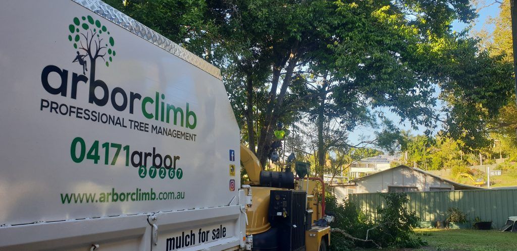 Tree Removal Sunshine Coast | Arborists & Tree Services | Arborclimb