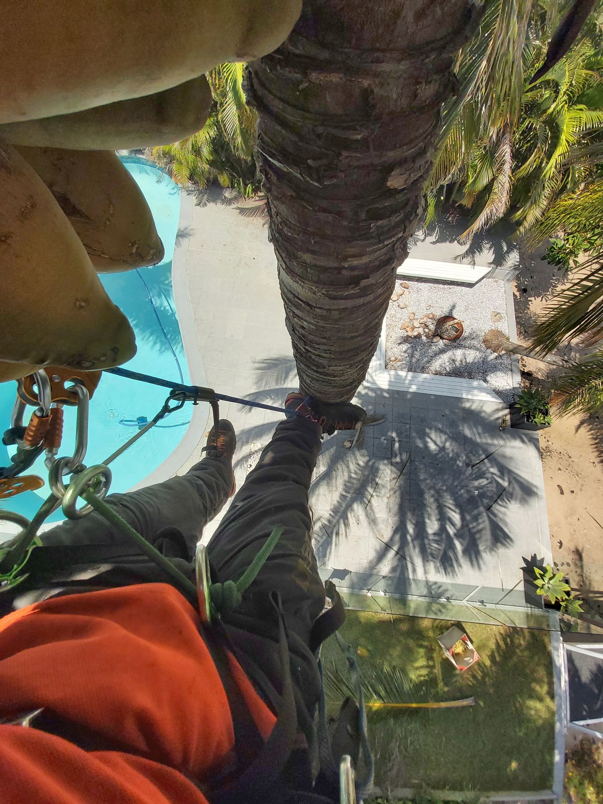 Tree Maintenance Sunshine Coast | Arborclimb Tree Removal