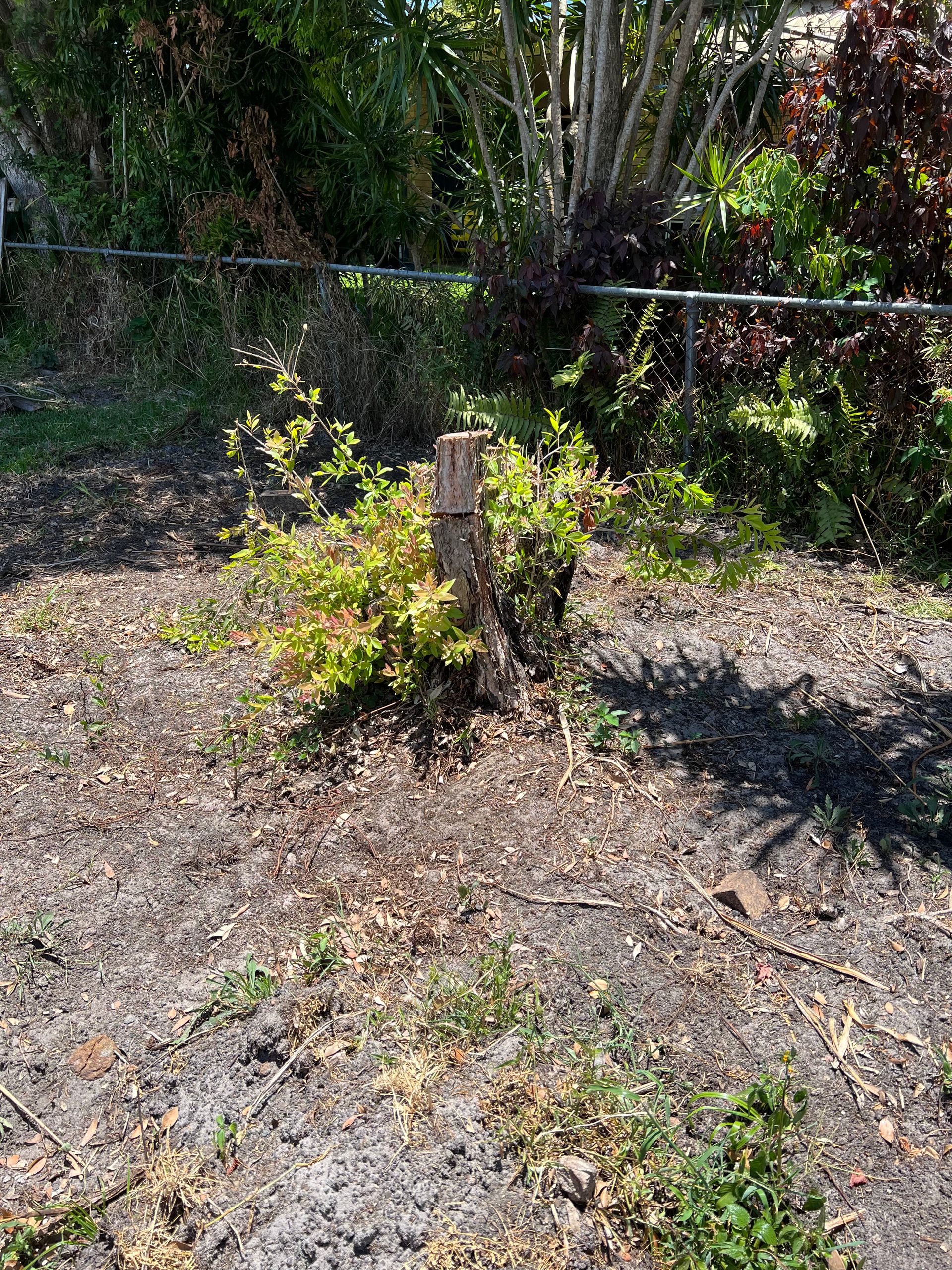 Tree Services Cooroy | Arborclimb Tree Removal Sunshine Coast