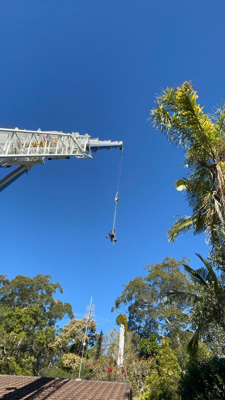 Tree Lopping Sunshine Coast | Arborclimb Tree Removal