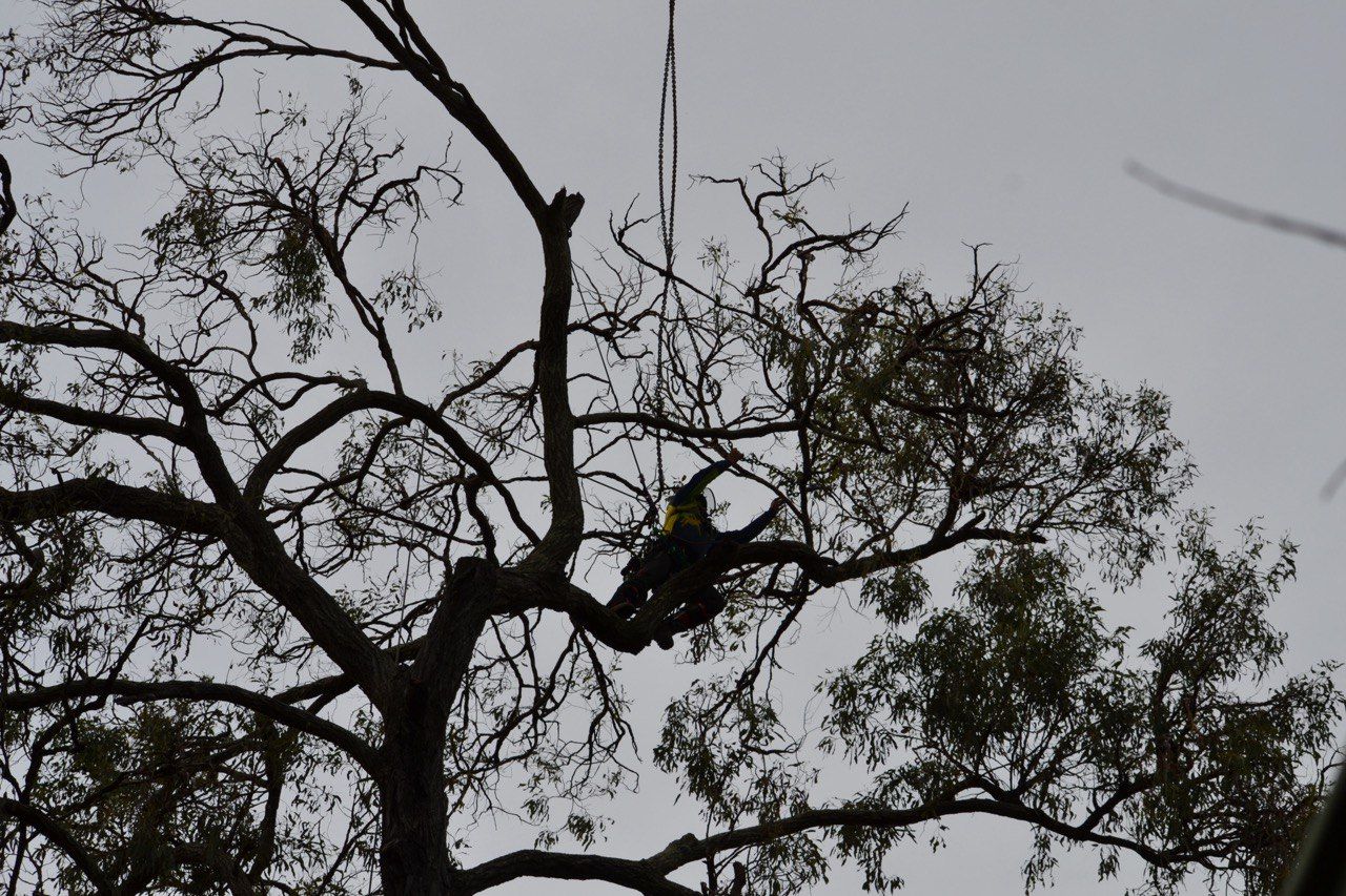 Emergency Storm Damage Sunshine Coast | Arborclimb Tree Removal