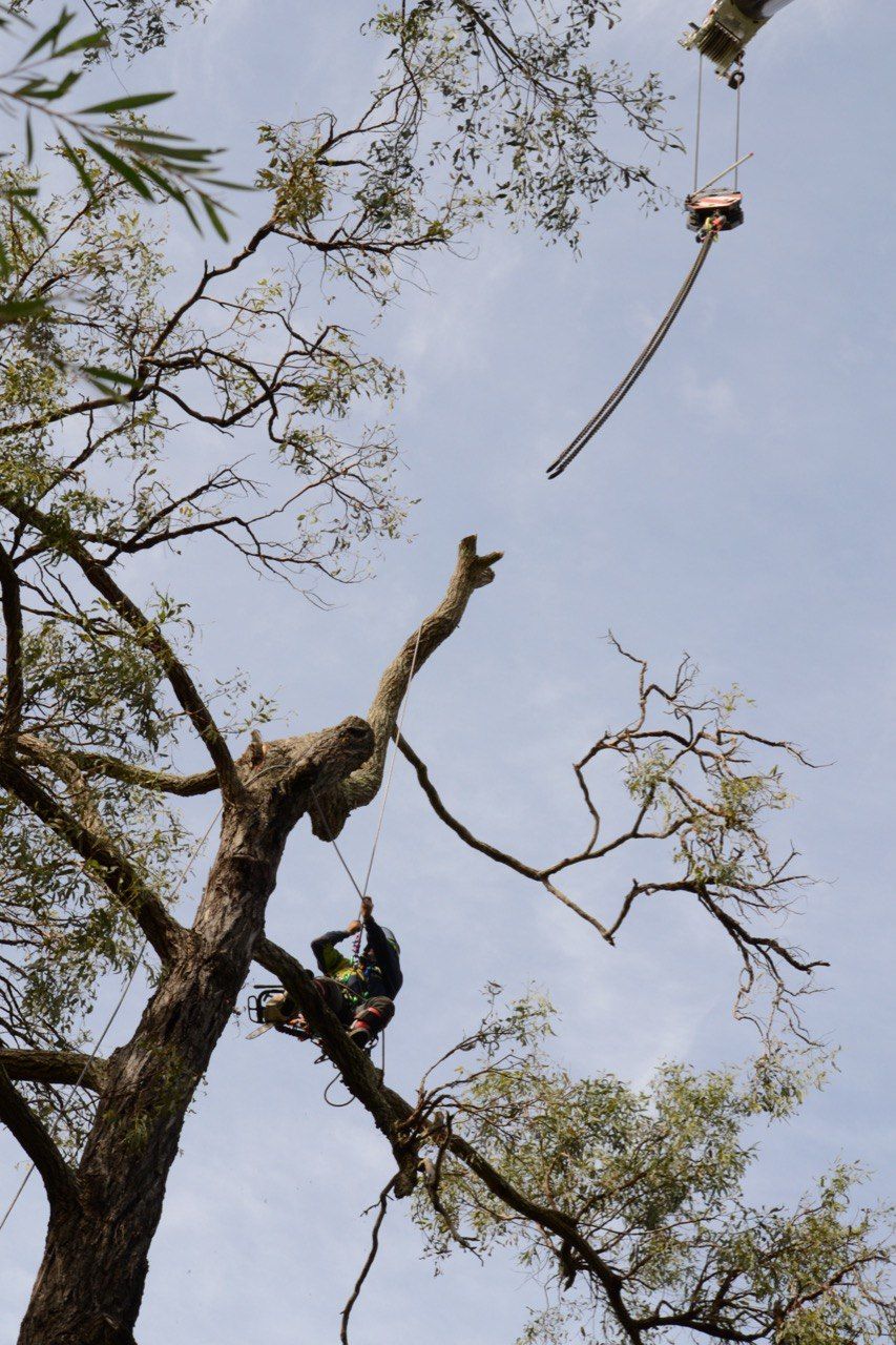 Tree Lopping Sunshine Coast | Arborclimb Tree Removal