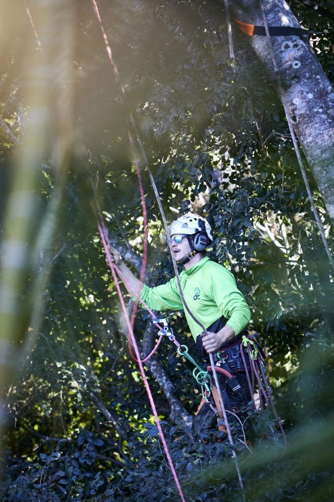 Tree Services Coolum | Arborclimb Tree Removal Sunshine Coast