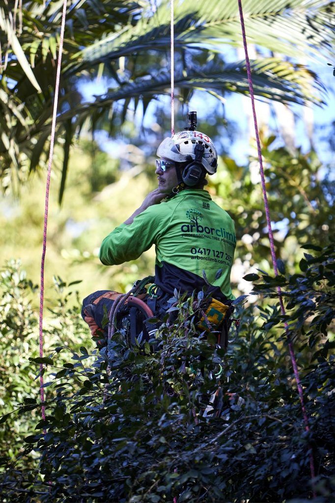 Tree Maintenance Sunshine Coast | Arborclimb Tree Removal
