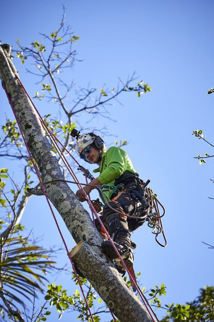 Tree Removal Sunshine Coast | Arborists & Tree Services | Arborclimb