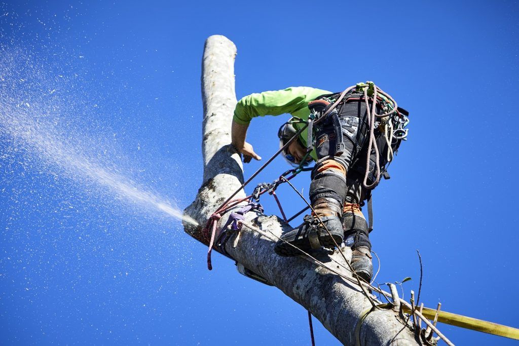 Tree Services Sunshine Coast | Arborclimb Tree Removal Sunshine Coast