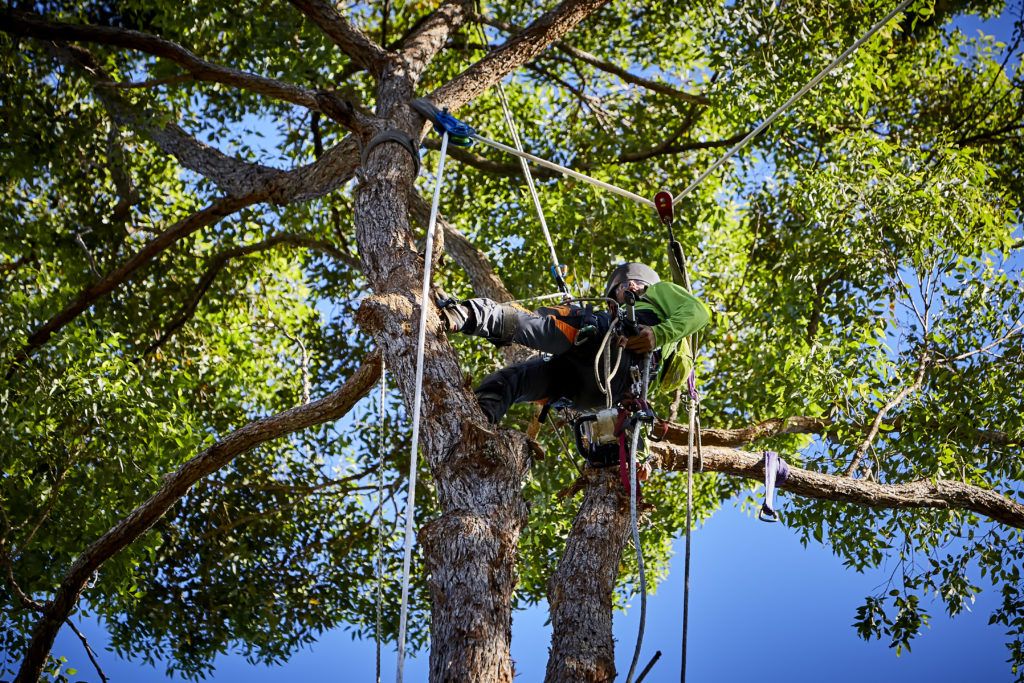 Tree Removal Sunshine Coast | Arborists & Tree Services | Arborclimb