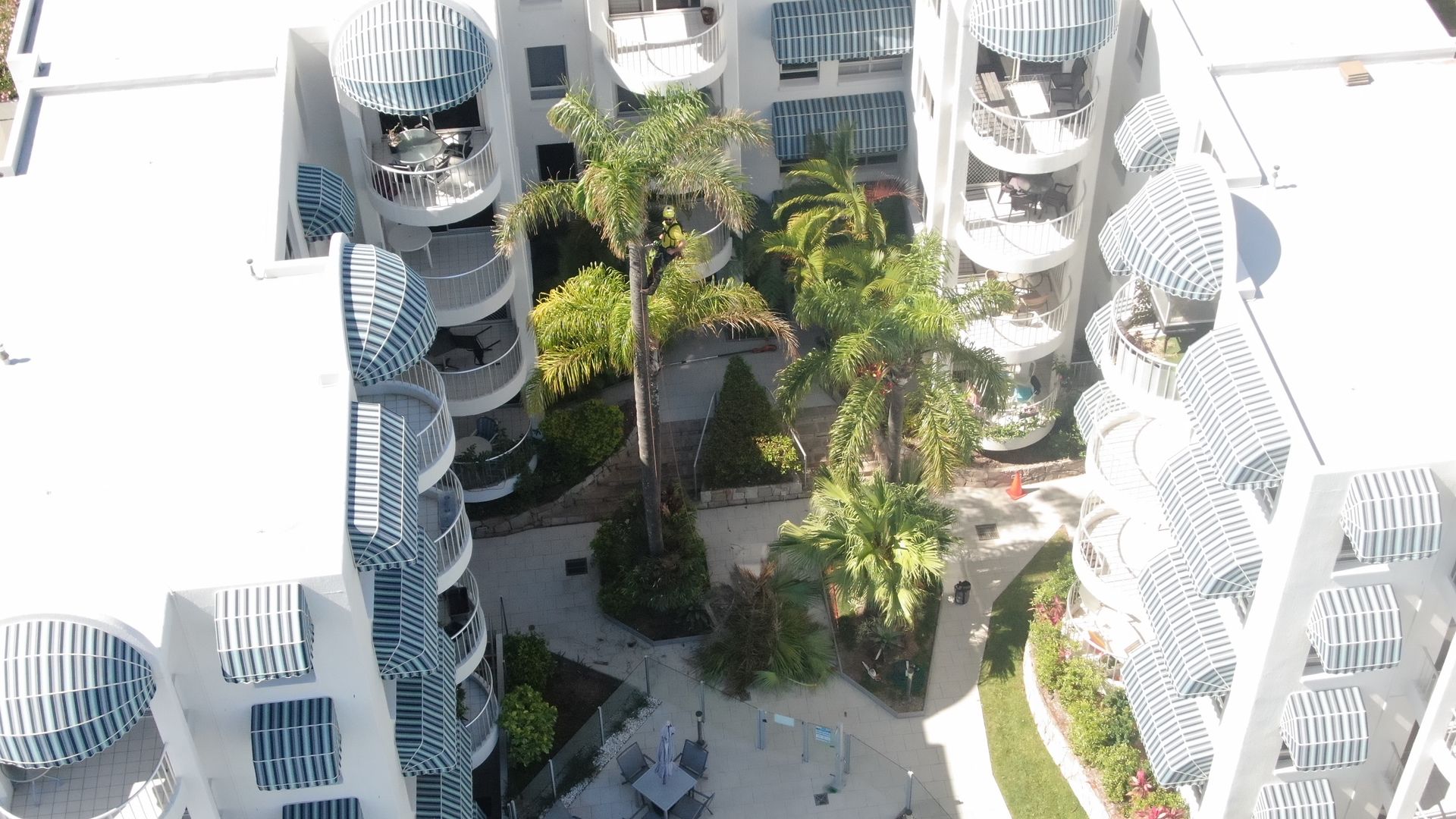 Palm Tree Removal Sunshine Coast | Arborclimb Tree Removal
