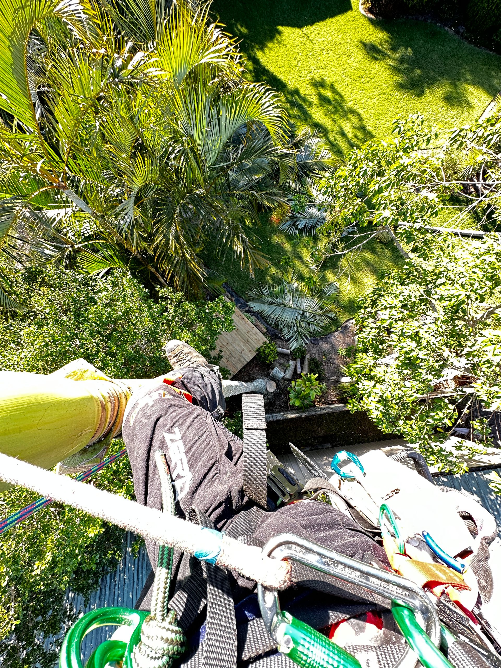 Arborist Report Sunshine Coast | Arborclimb Tree Removal
