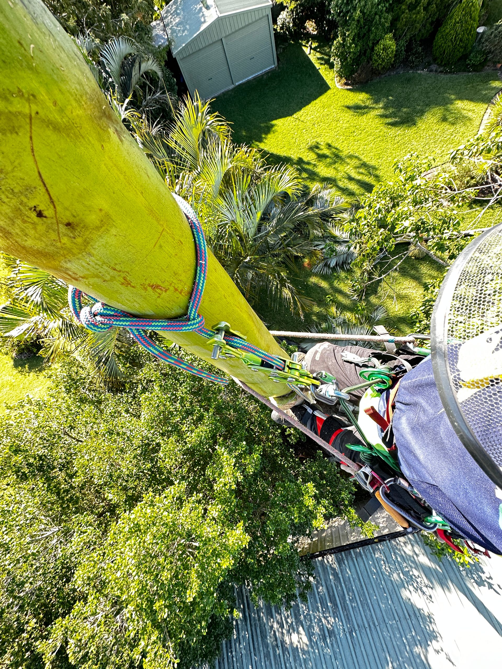 Palm Tree Removal Sunshine Coast | Arborclimb Tree Removal