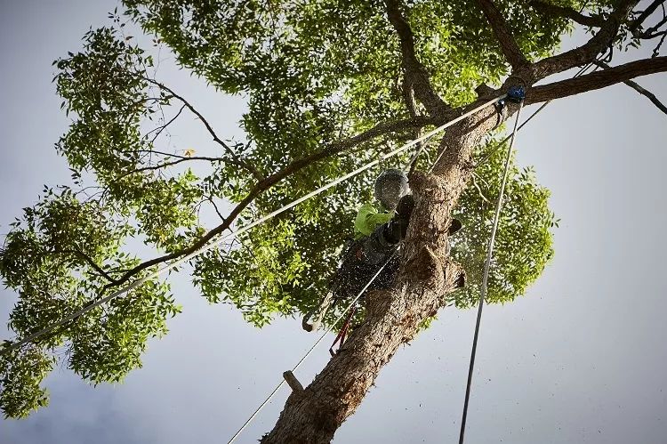 Palm Tree Removal Sunshine Coast | Arborclimb Tree Removal