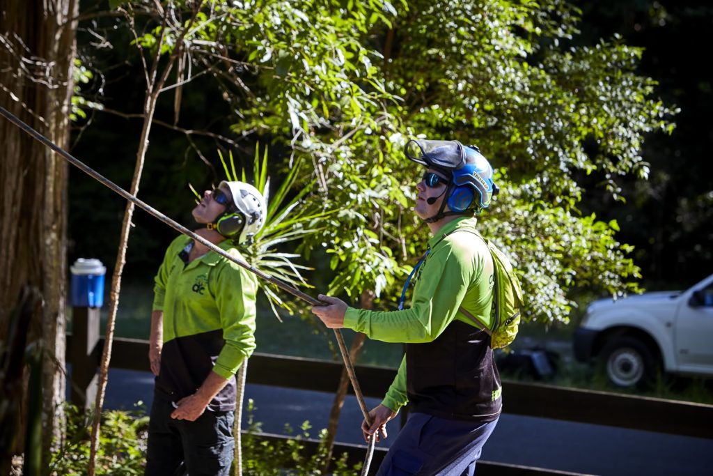 Tree Removal Sunshine Coast | Arborists & Tree Services | Arborclimb