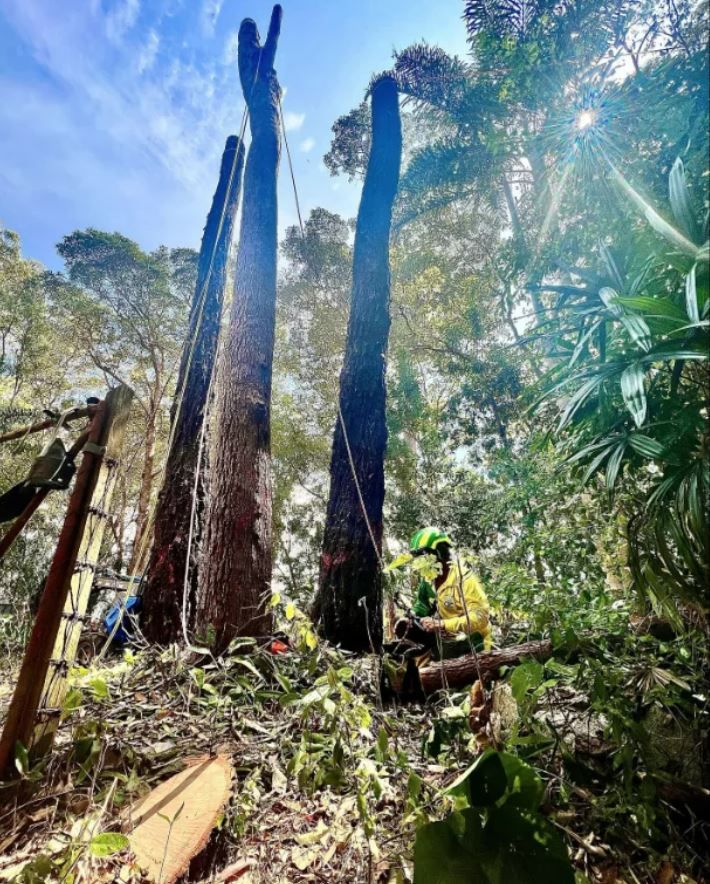 Tree Lopping Sunshine Coast | Arborclimb Tree Removal