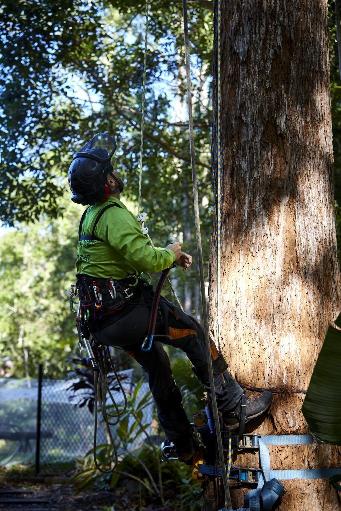 Tree Removal Sunshine Coast | Arborists & Tree Services | Arborclimb