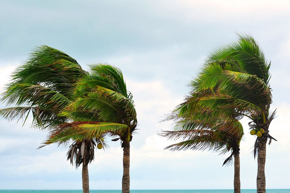 Palms on a Strong Wind — Arborist in Caloundra, QLD