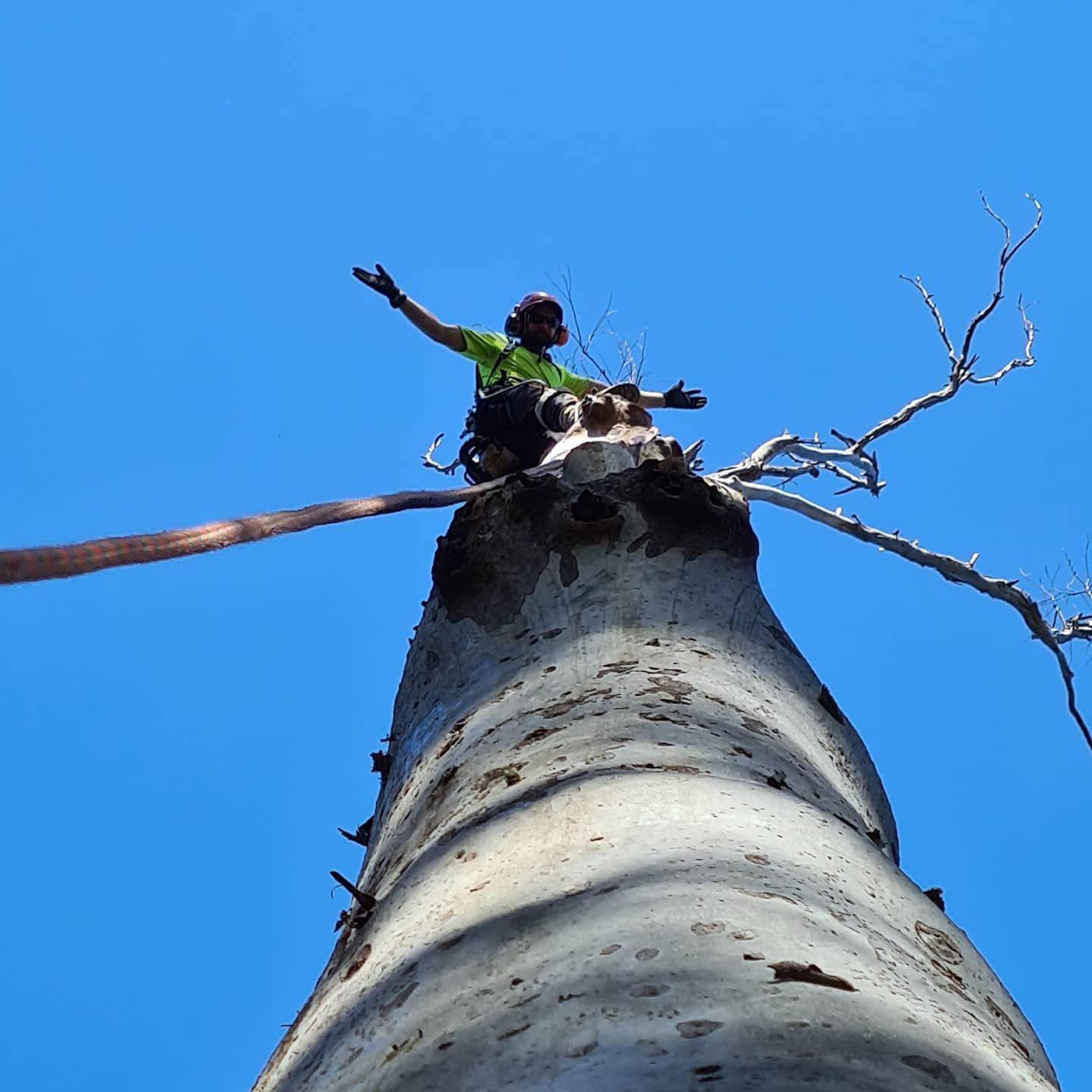 Pruning the top of a tree — Arborist in Little Mountain, QLD
