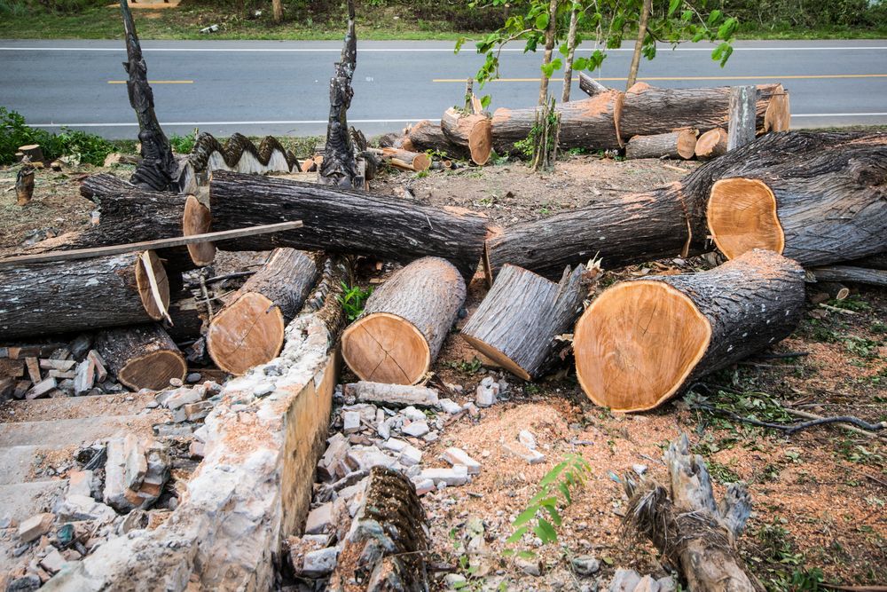 Some Cut Trees on Wayside — Arborist in Chermside, QLD