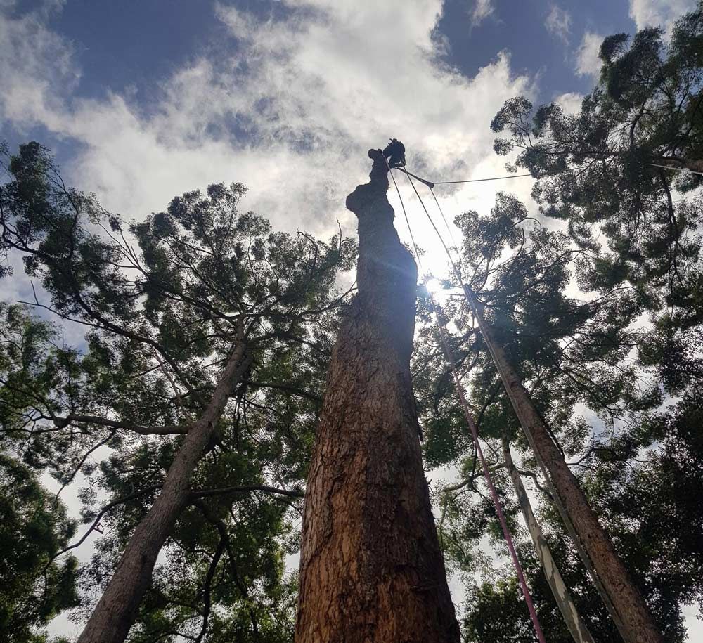 A Tree Lopping — Arborist in Little Mountain, QLD
