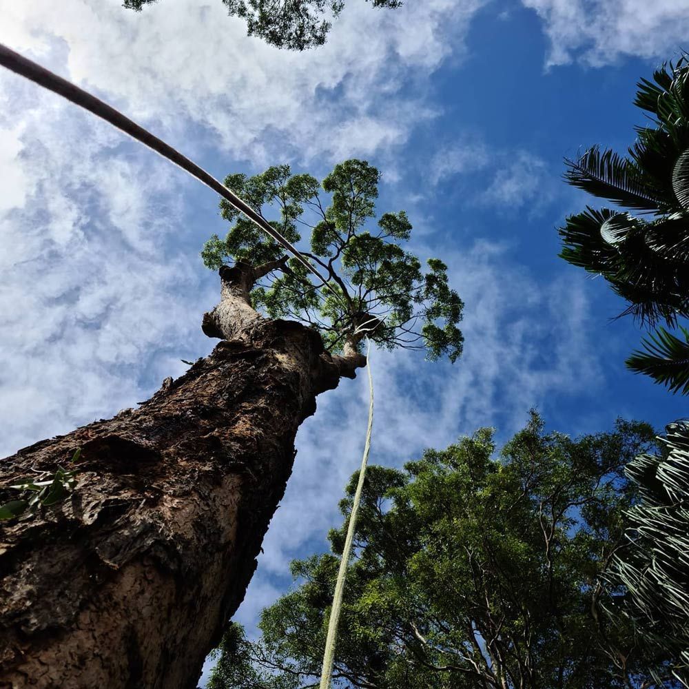 tree removal lopping