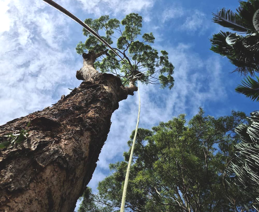 Arborist Pruning a Tree with support ropes — Arborist in Little Mountain, QLD