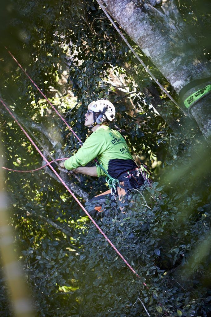 Worker Removing Large Tree — Arborist in Little Mountain, QLD