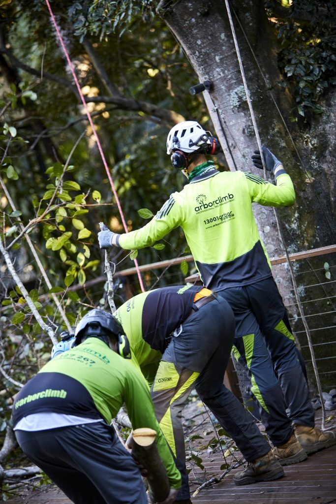 Two Man Cutting Trees — Arborist in Little Mountain, QLD