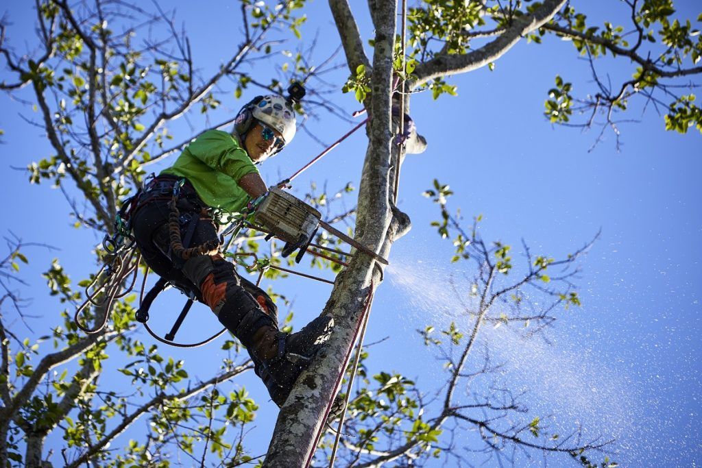 Pruning  a tree — Arborist in Golden Beach , QLD