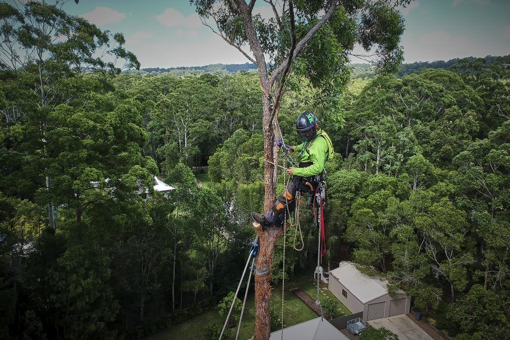 Man Pruning a Branch Tree — Arborist in Chermside, QLD