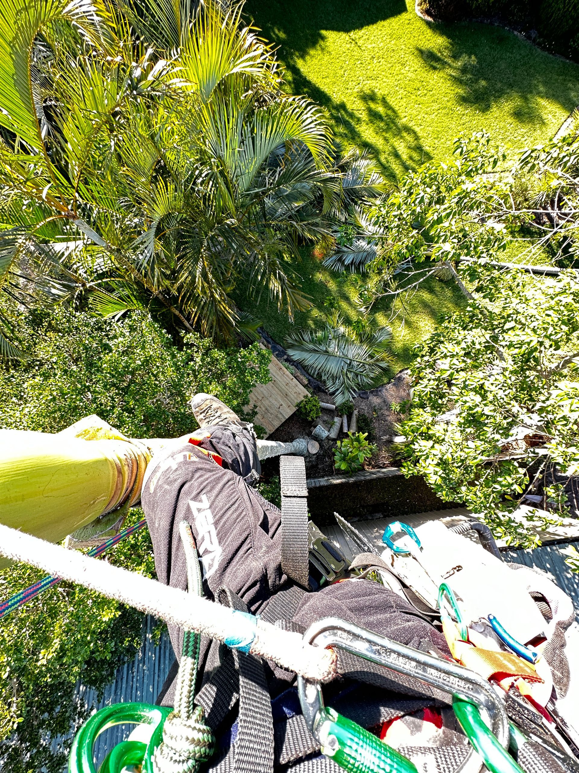 Arborist high up in a tree — Arborist in Little Mountain, QLD