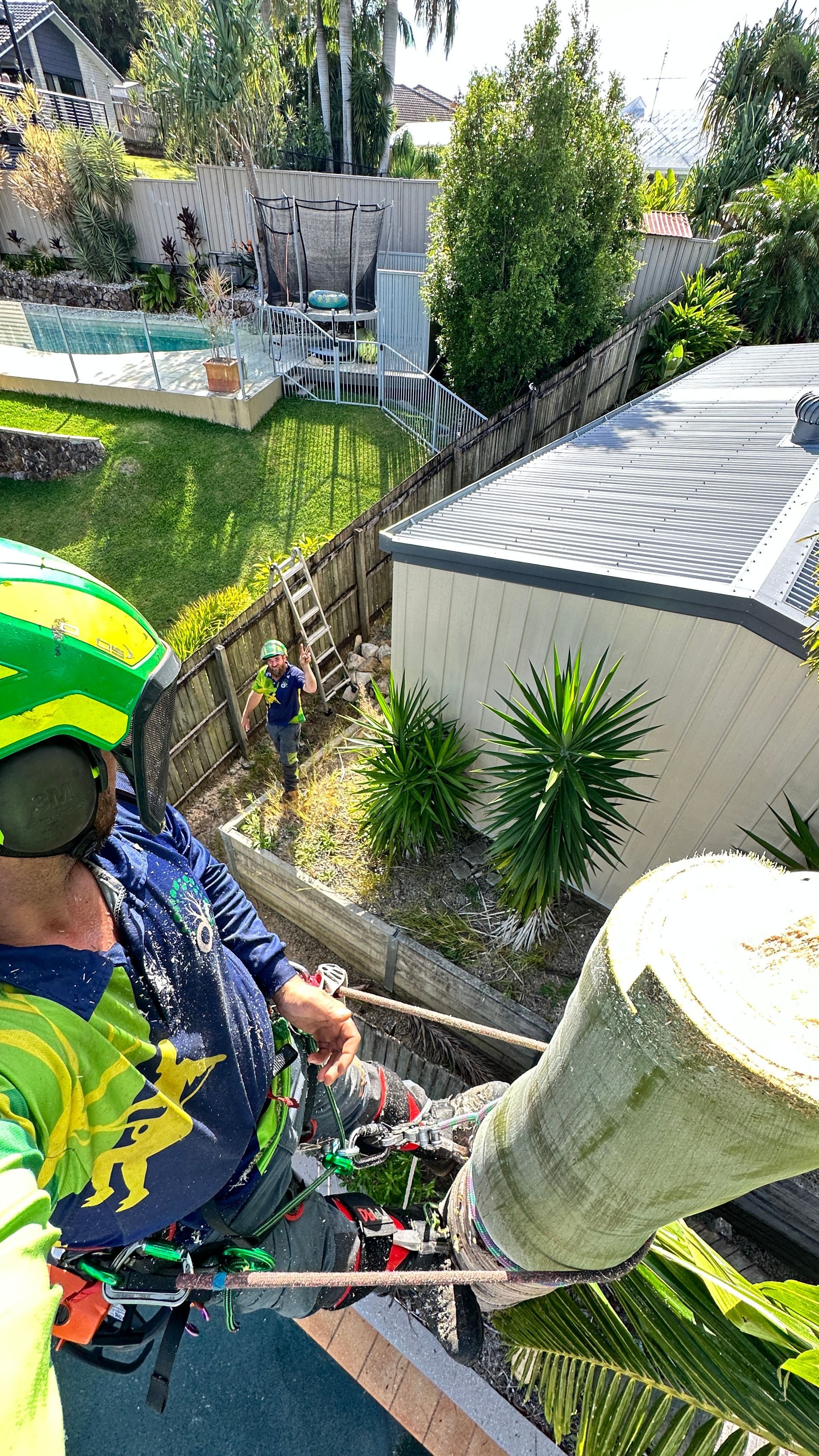 Arborist Cutting a Tree Using Chainsaw — Arborist in Little Mountain, QLD