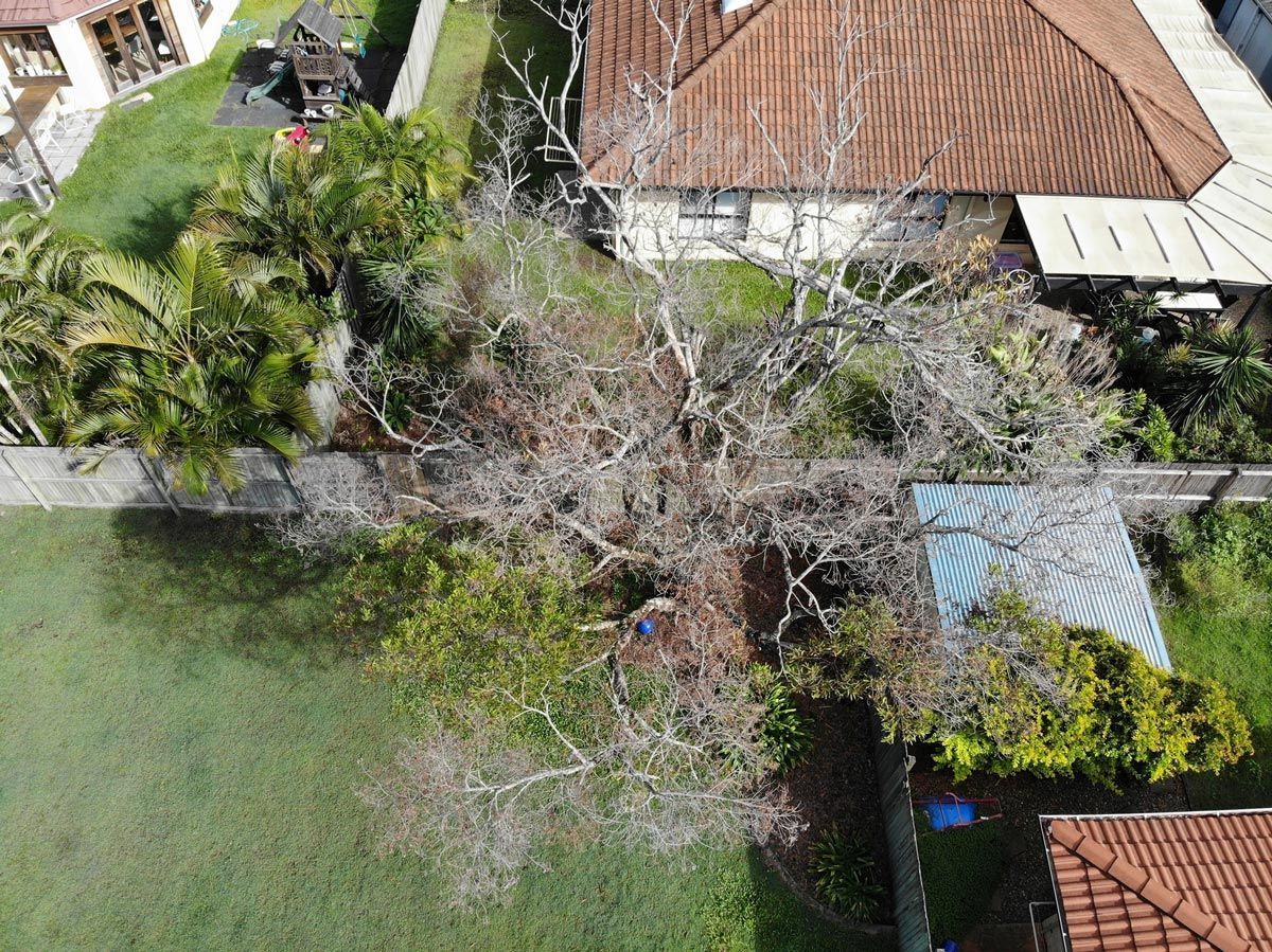 tree trimming