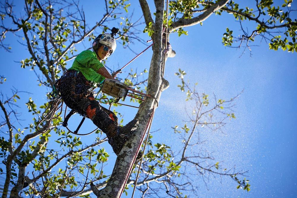 arborist working on tree pruning