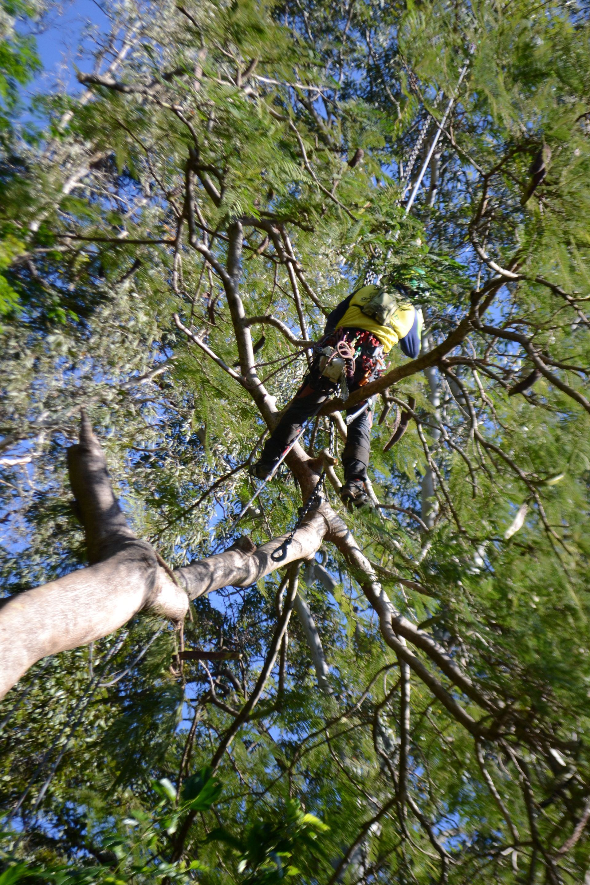 tree crane removal