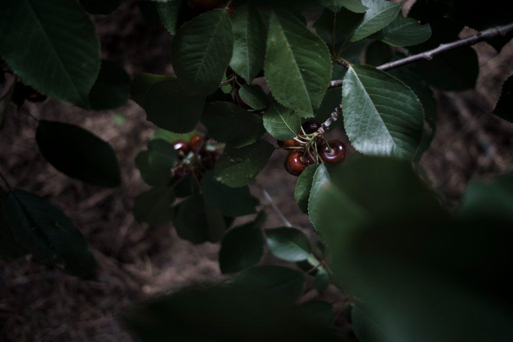 serviceberry
