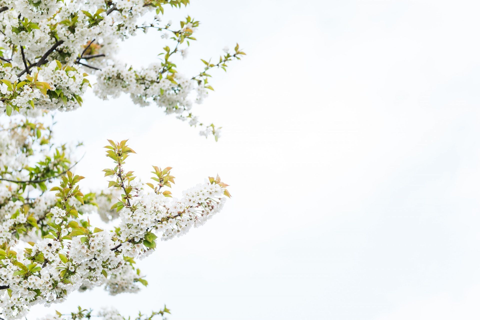 callery pear
