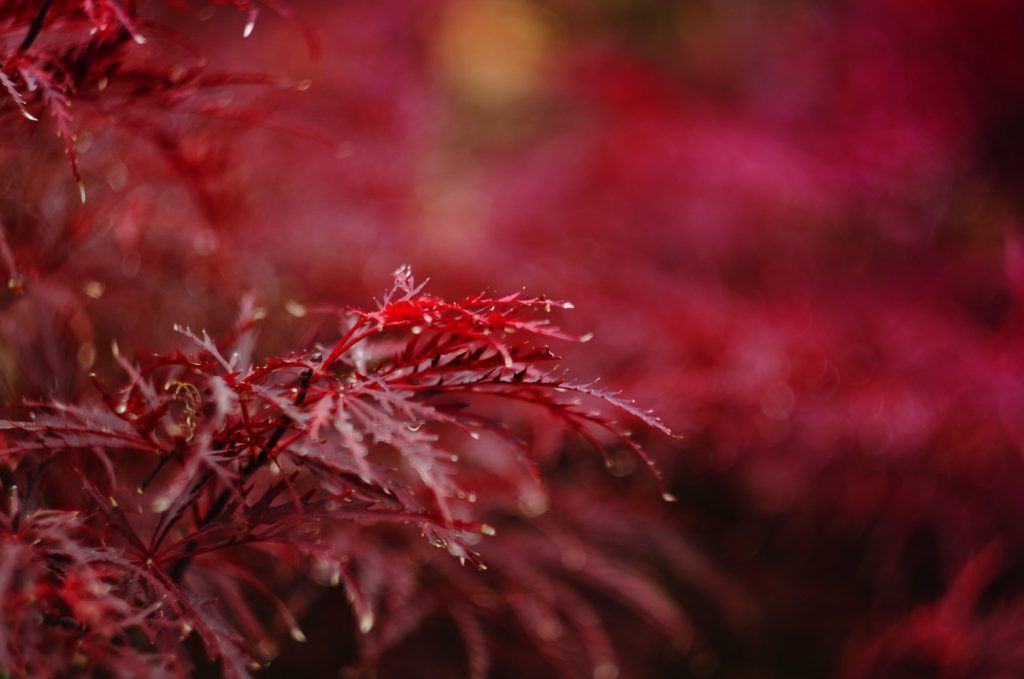 japanese maple