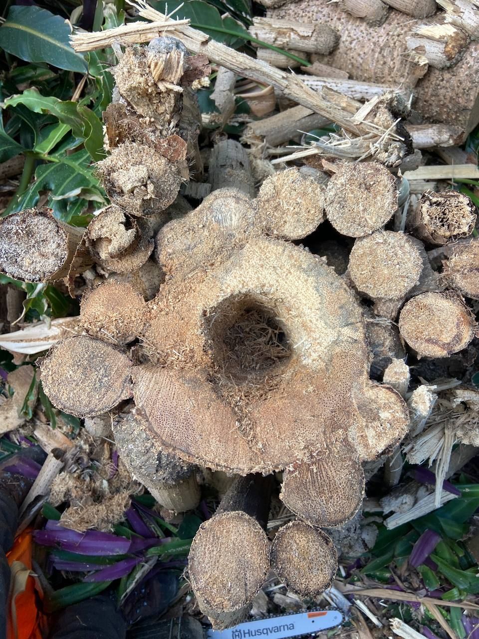 Tree removal — Arborist in Mooloolaba, QLD