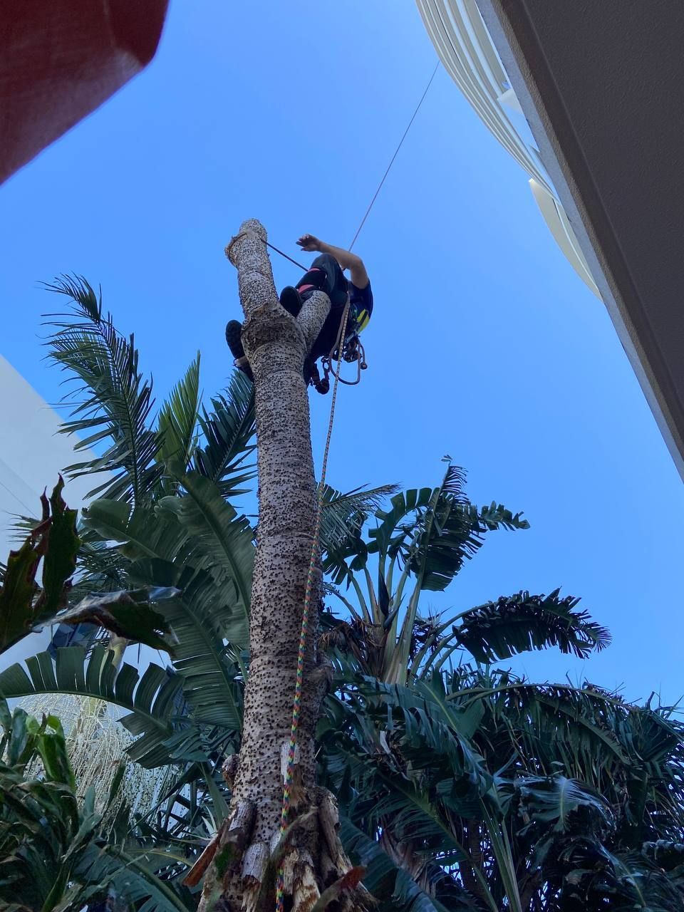 Arborist Cuts and Trims a Tree — Arborist in Little Mountain, QLD