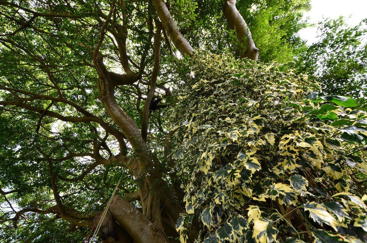 worm's eye view of tree