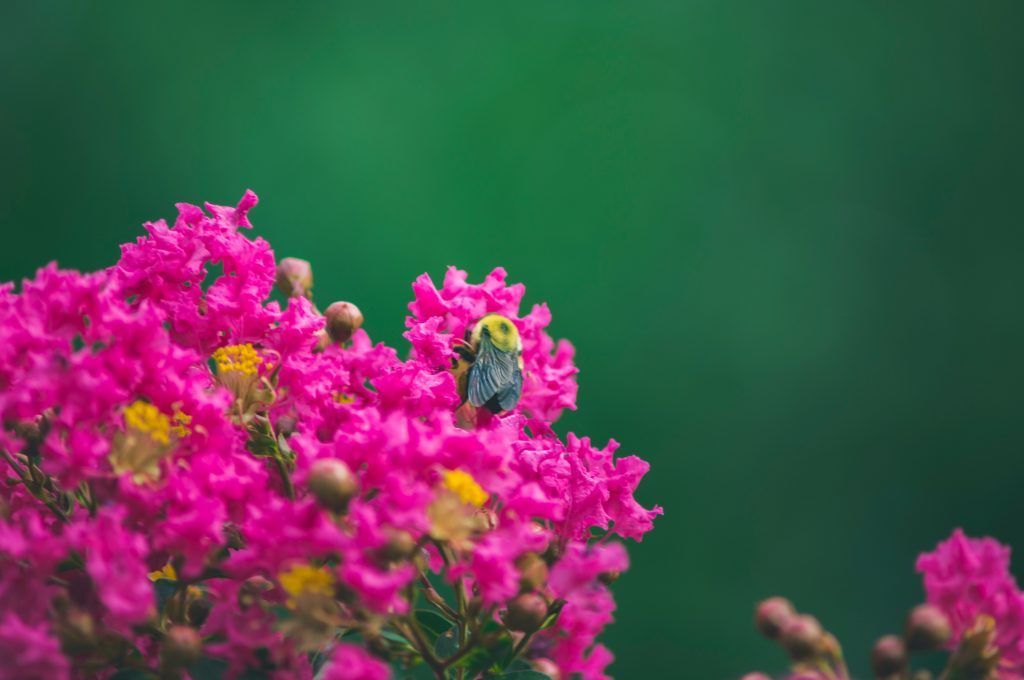 crepe myrtle